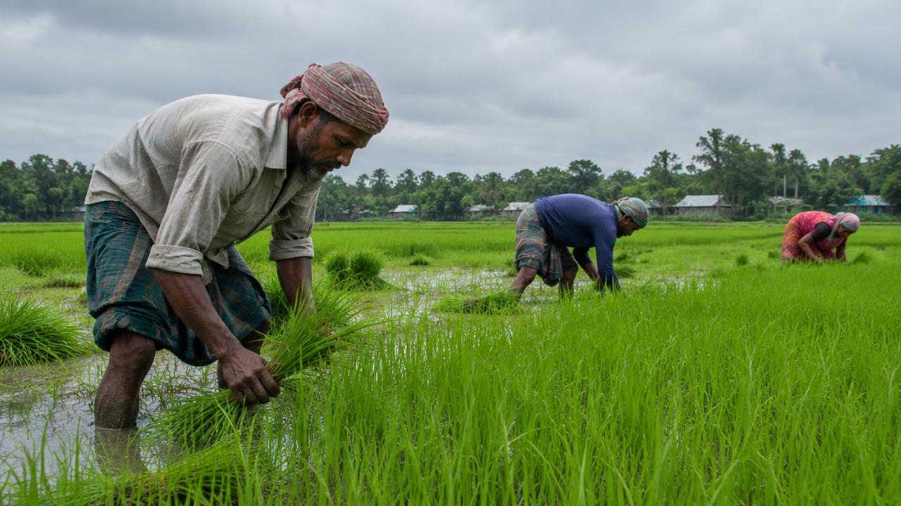 আগাম বন্যার শঙ্কায় হাওরে ধান কাটছেন কৃষকেরা